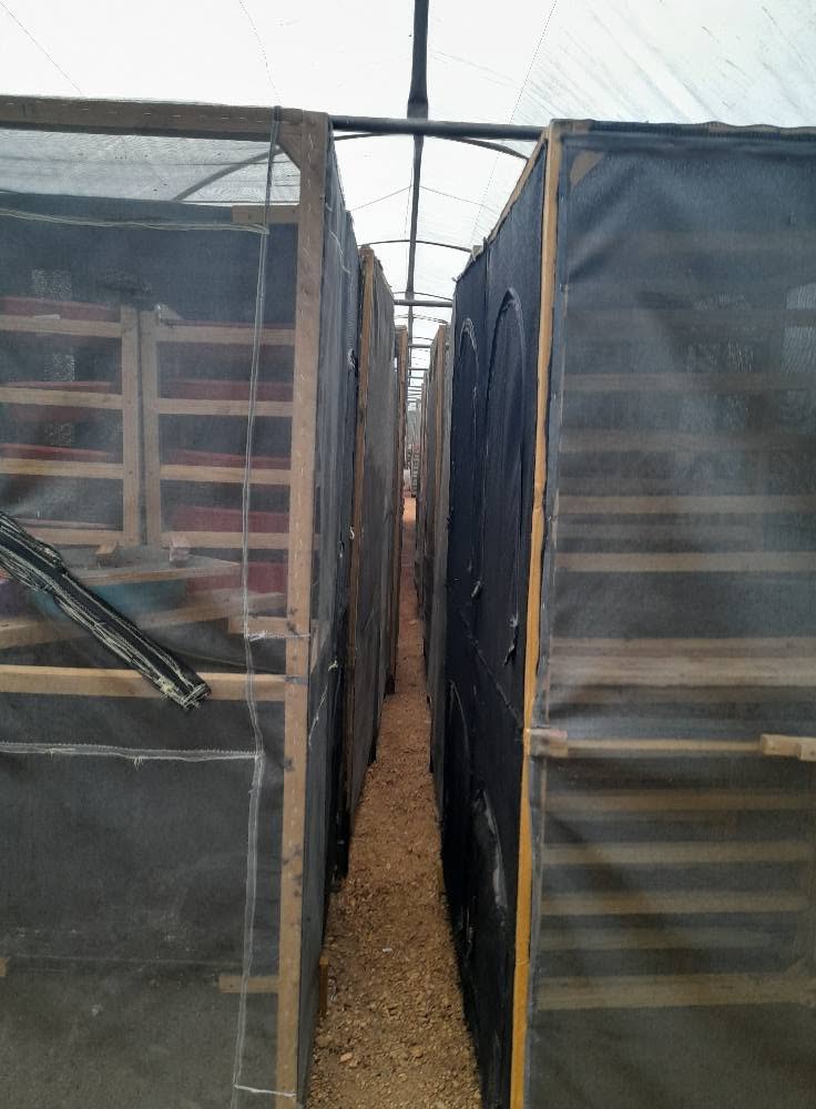 Rows of Black Soldier Fly breeding cages inside our greenhouse