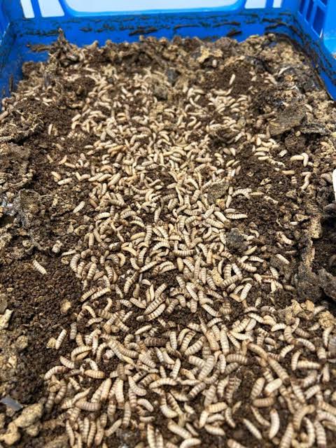 Growing larvae in bioconversion crate