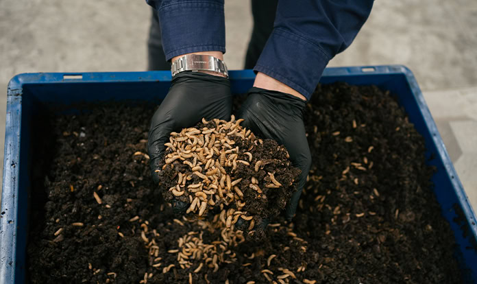 Gloved hands lifting a handful of live BSF larvae from a rearing crate