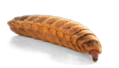 A single BSF larva — LiquidGold's PureGold