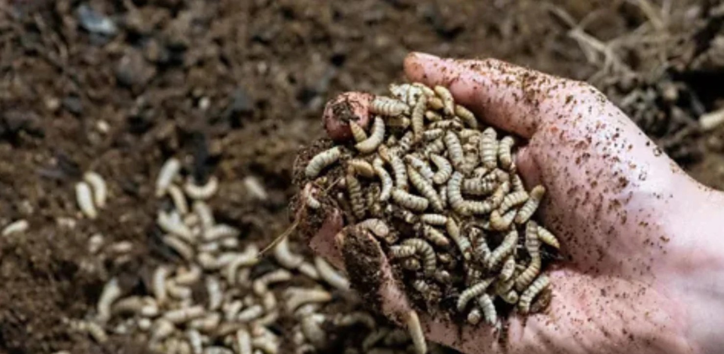 Organic insect-frass fertilizer beside a growing seedling
