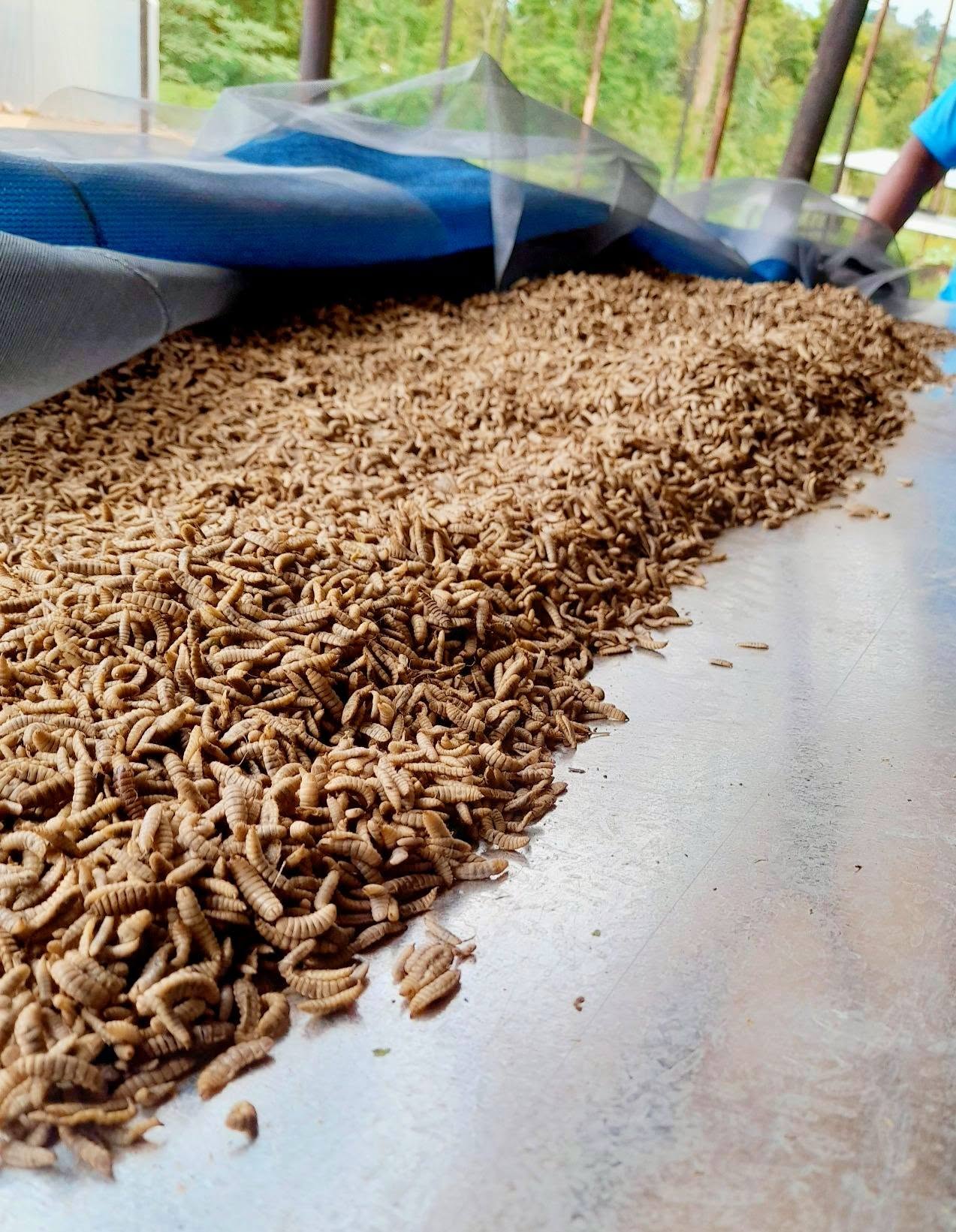 Dried BSF larvae ready for feed