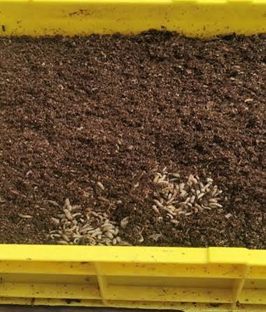 Neonate larvae hatching in nursery tray