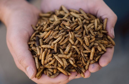 A double handful of dried larvae — Nibbles