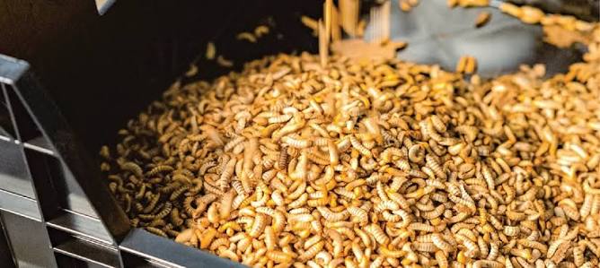 Larvae flowing through processing line